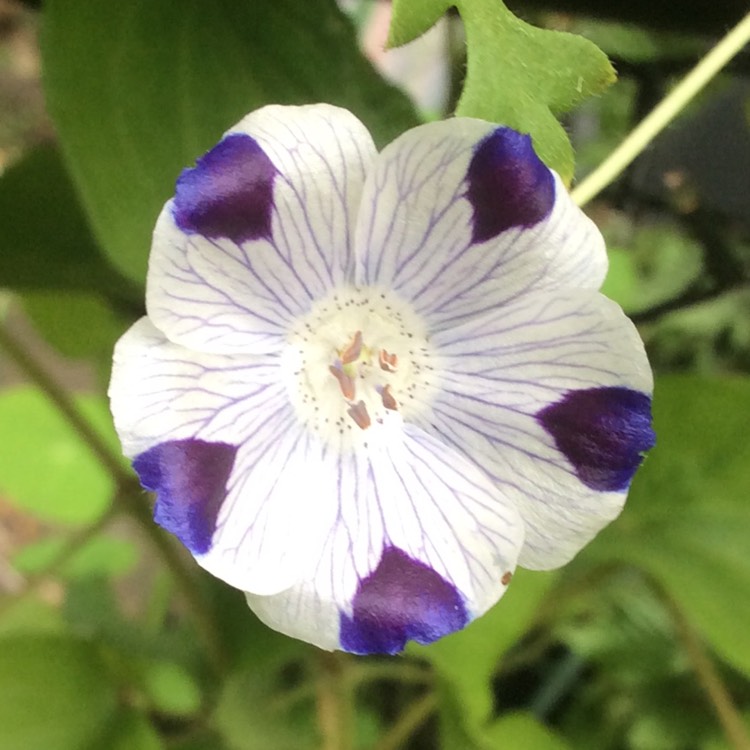 Plant image Nemophila maculata