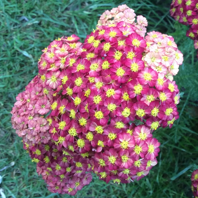 Plant image Achillea 'Desert Eve' series