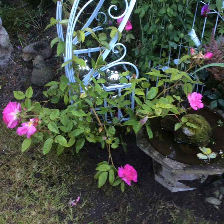 Plant image Rosa 'Zephirine Drouhin'