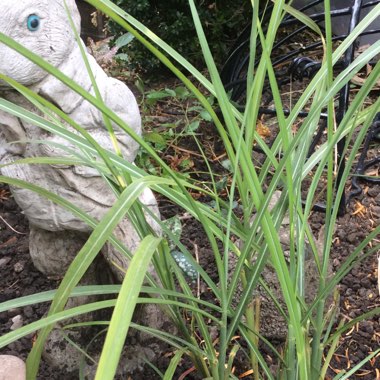 Miscanthus sinensis 'Zebrinus'