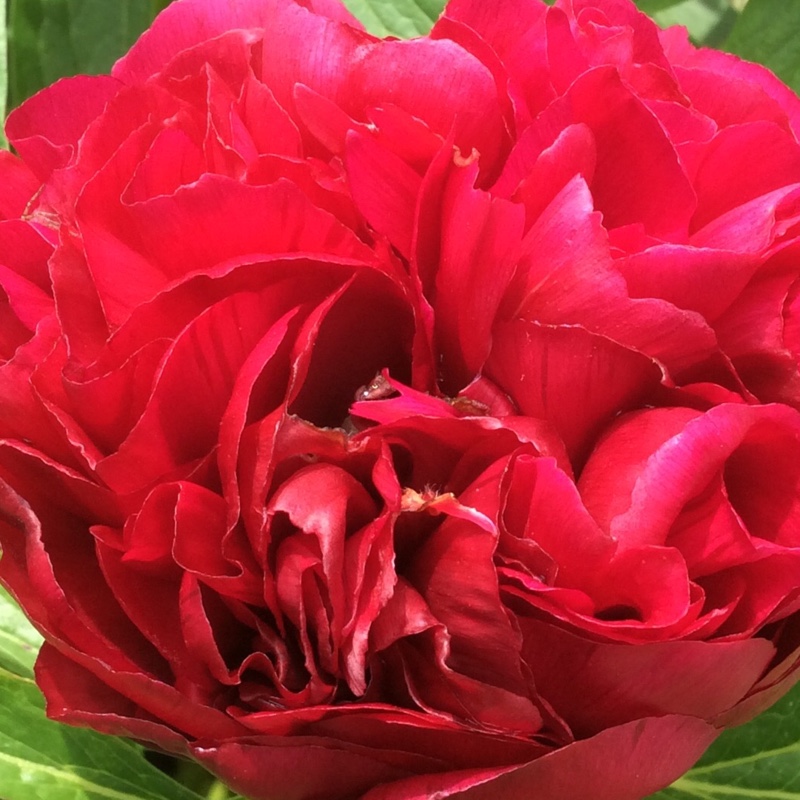 Plant image Paeonia lactiflora 'Augustin d'Hour'