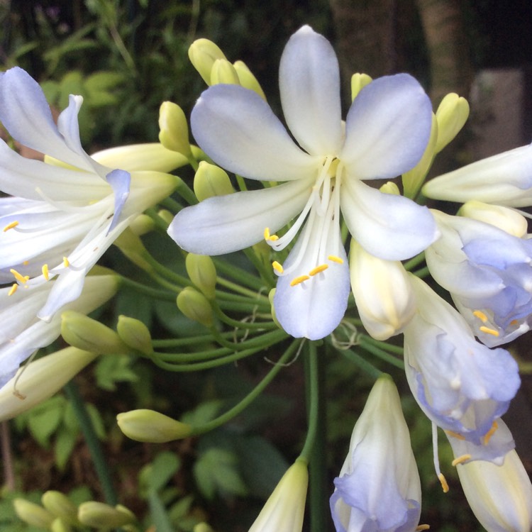 Plant image Agapanthus 'Silver Baby'