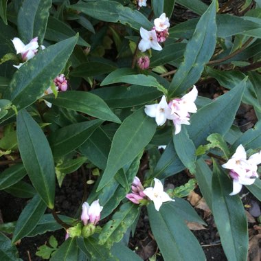 Daphne odora x bholua 'Perfume Princess'