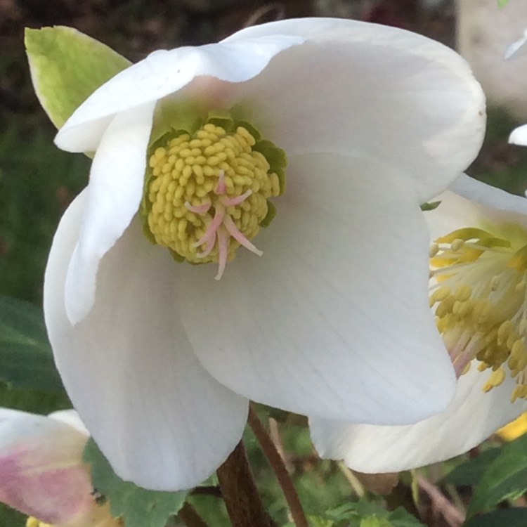 Plant image Helleborus niger 'Christmas Carol'