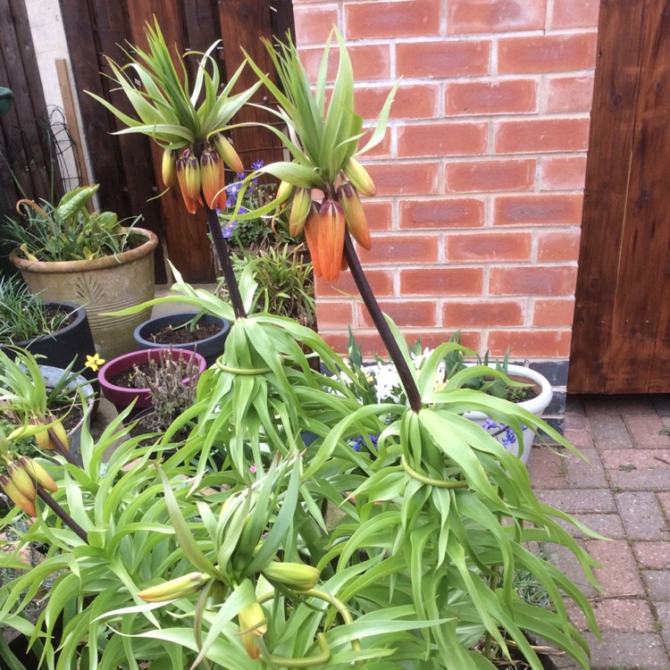 Plant image Fritillaria imperialis 'Lutea'