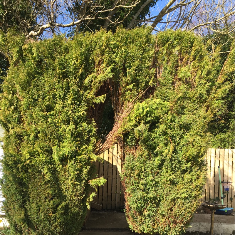 Cupressus Sempervirens