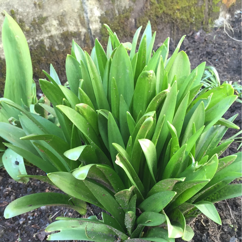 Plant image Mertensia virginica syn. Mertensia pulmonarioides