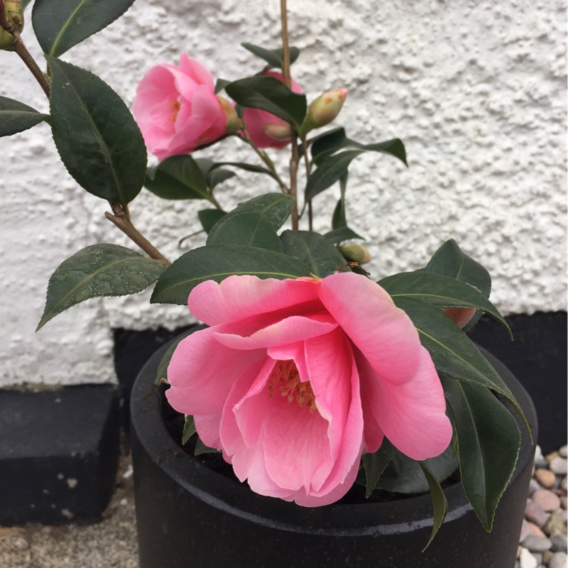 Camellia x williamsii 'Bowen Bryant'