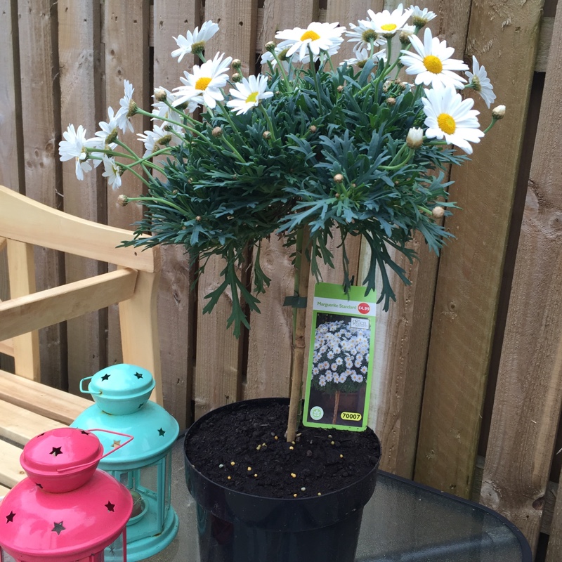 Plant image Argyranthemum 'Summit White'