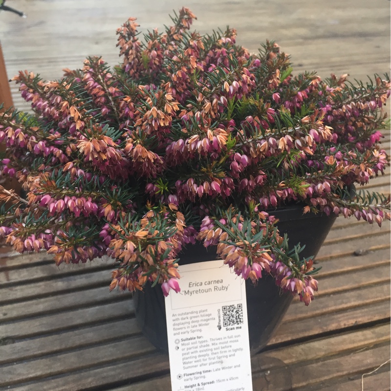 Erica carnea 'Myretoun Ruby'