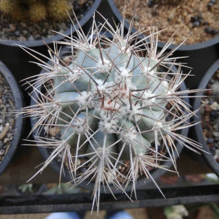 Plant image Melocactus azureus