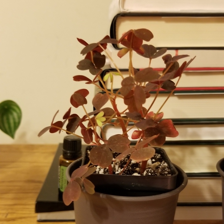 Plant image Oxalis vulcanicola 'Burgundy'