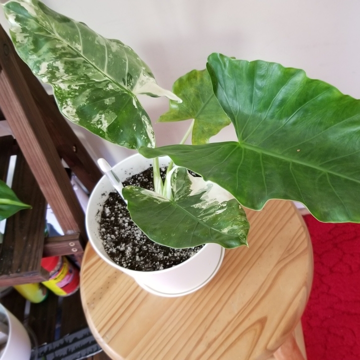 Plant image Alocasia Odora