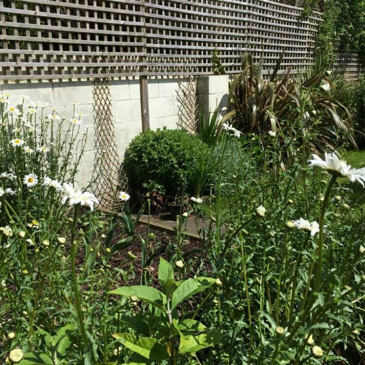 Plant image Osteospermum Ecklonis 'Voltage White '