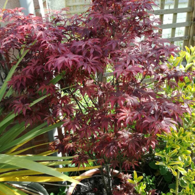 Acer Palmatum Dissectum 'Heartbeat', Japanese Maple 'Heartbeat ...