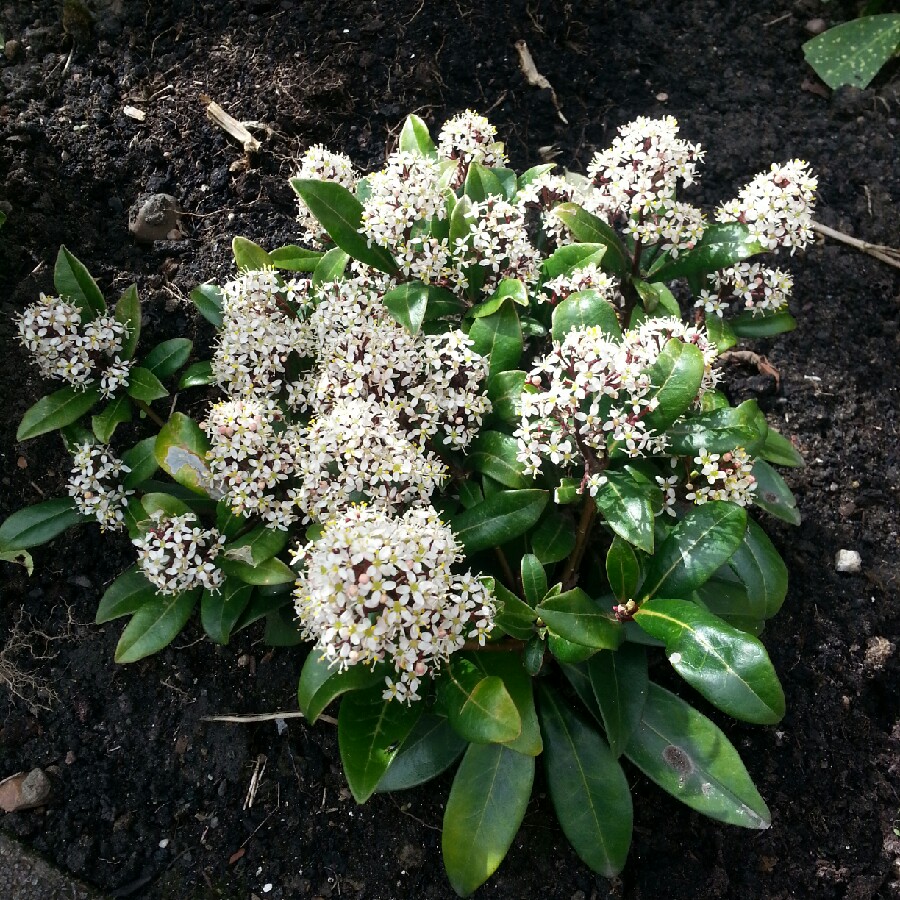 Plant image Skimmia japonica 'Finchy'