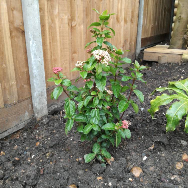 Plant image Viburnum tinus 'Lisarose'