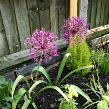 Allium jesdianum 'Akbulak' syn. Allium 'Akbulak', Allium rosenbachianum 'Akbulak'