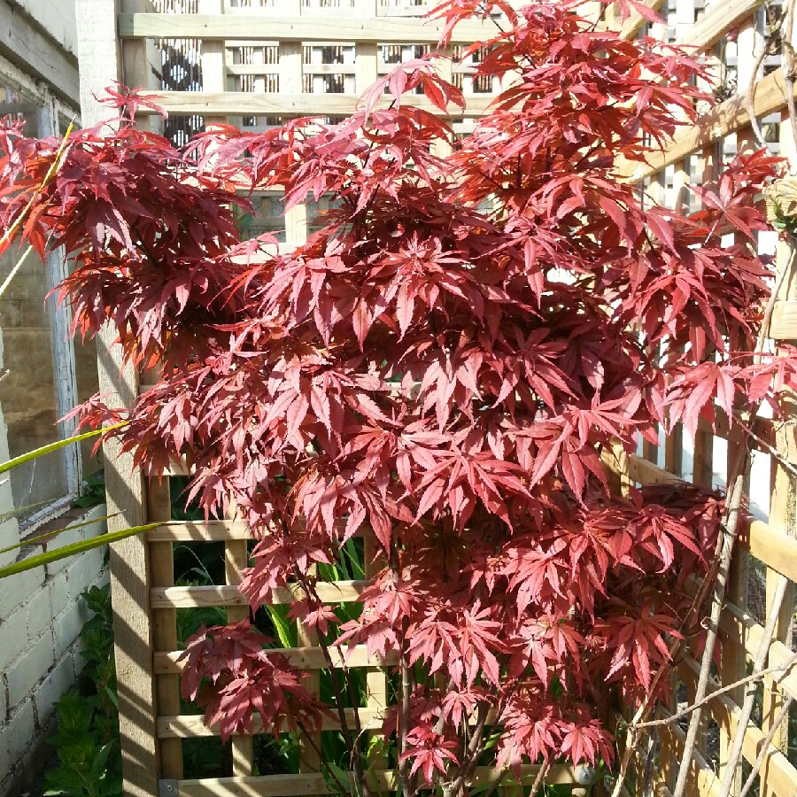 Plant image Acer palmatum 'Garnet' (Dissectum Group) syn. Acer palmatum var. dissectum 'Garnet'