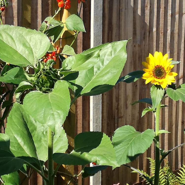 Plant image Helianthus 'maximilianii'