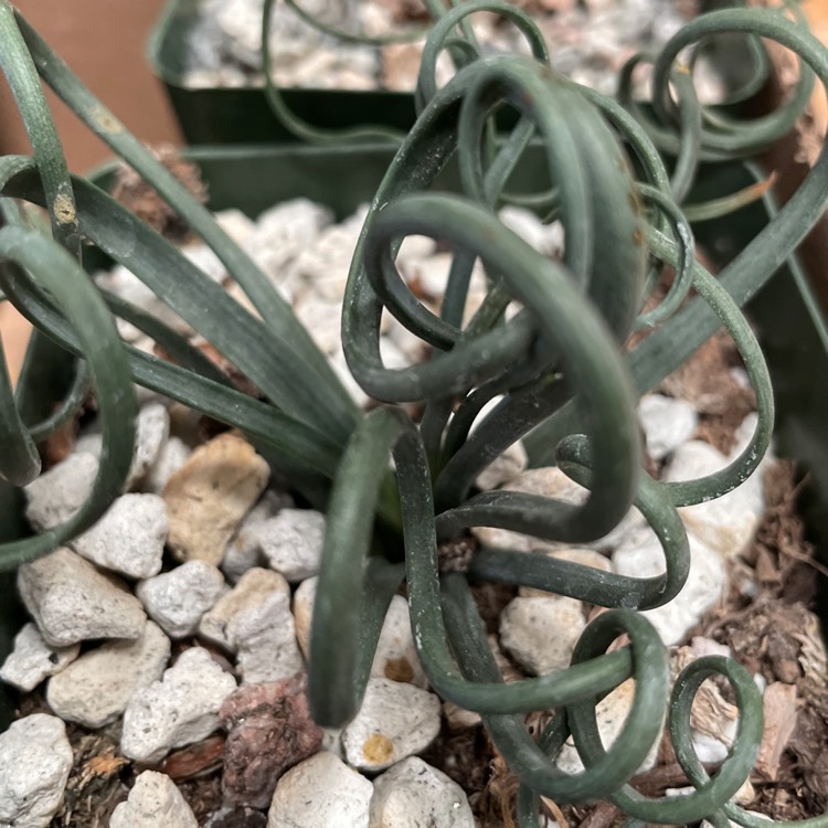 Plant image Albuca namaquensis syn. Albuca circinata, Ornithogalum namaquense