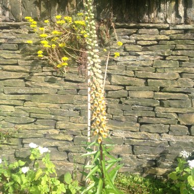 Native Foxglove