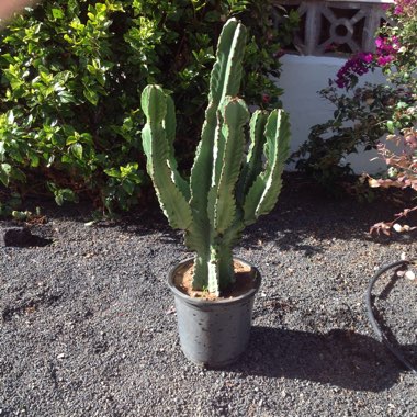 Saguaro Cactus