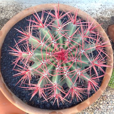 Devil's Tongue Cactus