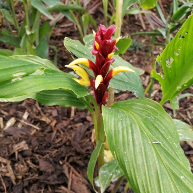 Plant image Cautleya spicata 'Robusta'