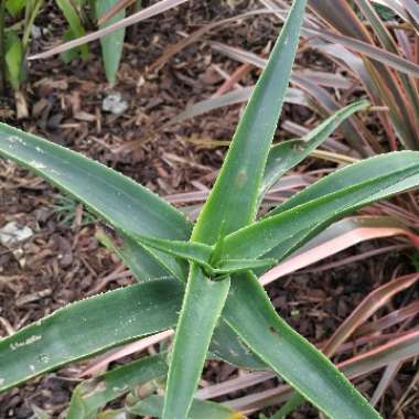 Hardy Aloe