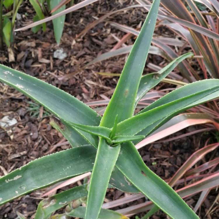 Plant image Aloe Striatula