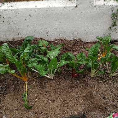 Swiss Chard 'Bright Lights'