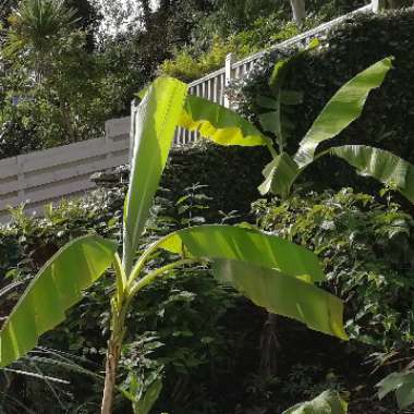 Japanese Banana