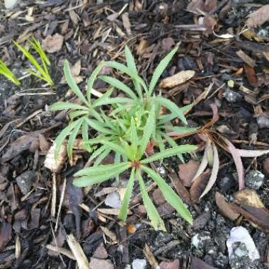 Hellebore (Species) Stinking Hellebore