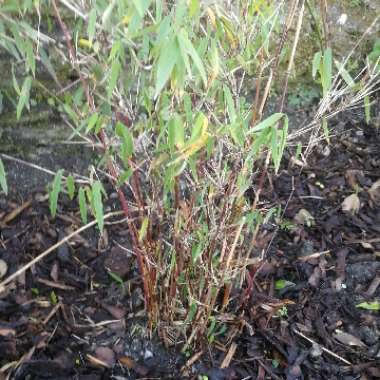 Fountain Bamboo 'Red Dragon'