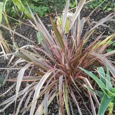 New Zealand Flax 'Rainbow Maiden'