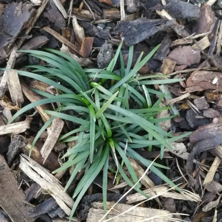 Plant image Ophiopogon japonicus