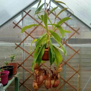 Pitcher Plant