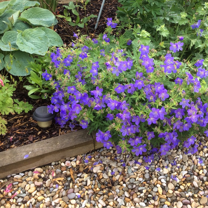 Cranesbill 'Johnson's Blue'