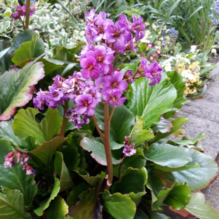 Plant image Bergenia 'Morgenrote' syn. Bergenia 'Morning Red'