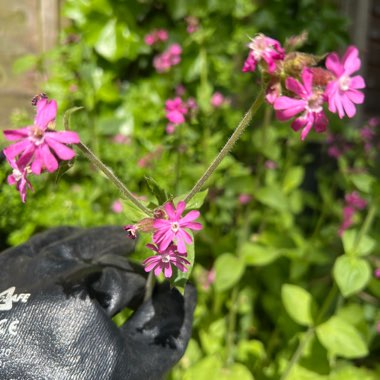 Harsh's garden