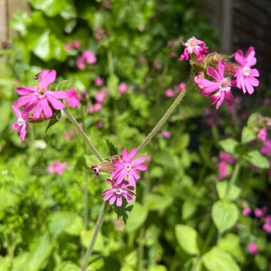 Red Campion