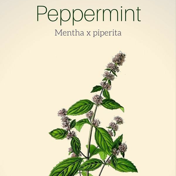 Plant image Mentha x piperita 'French Peppermint'