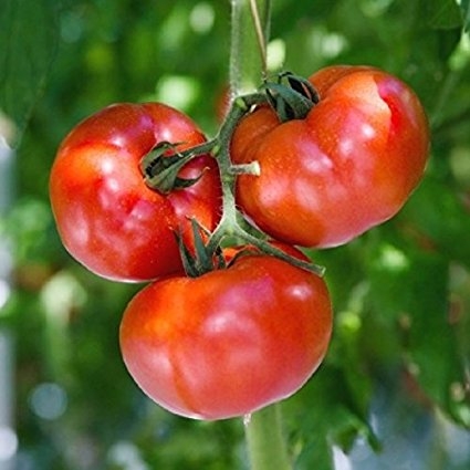 Plant image Solanum Lycopersicum 'Purple Cherokee'