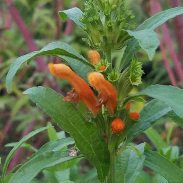 Plant image Leonotis leonurus