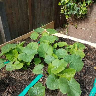 Pumpkin 'Atlantic Giant'