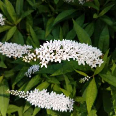 Lysimachia clethroides