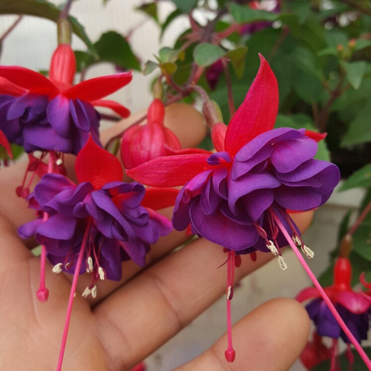 Fuchsia 'Dollar Princess'