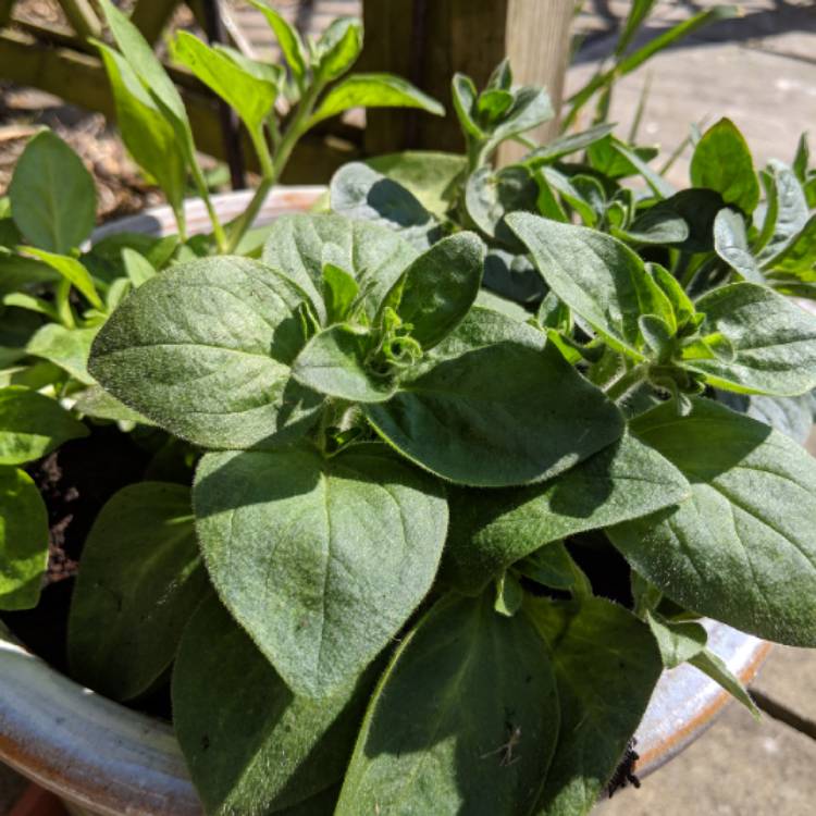 Plant image Petunia Tumbelina 'Belinda'