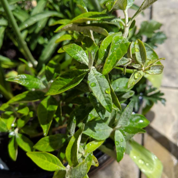 Plant image Buddleja 'Hinebud4' syn. Buddleja 'Dreaming Purple'